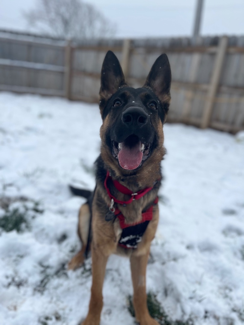 Enzo- I come with 6 professional training sessions!!!, an adoptable German Shepherd Dog in Derby, NY, 14047 | Photo Image 3