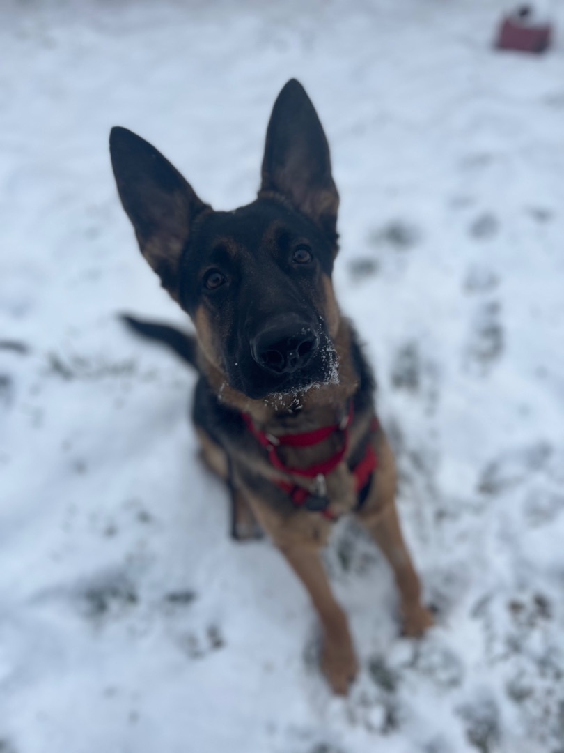 Enzo- I come with 6 professional training sessions!!!, an adoptable German Shepherd Dog in Derby, NY, 14047 | Photo Image 4