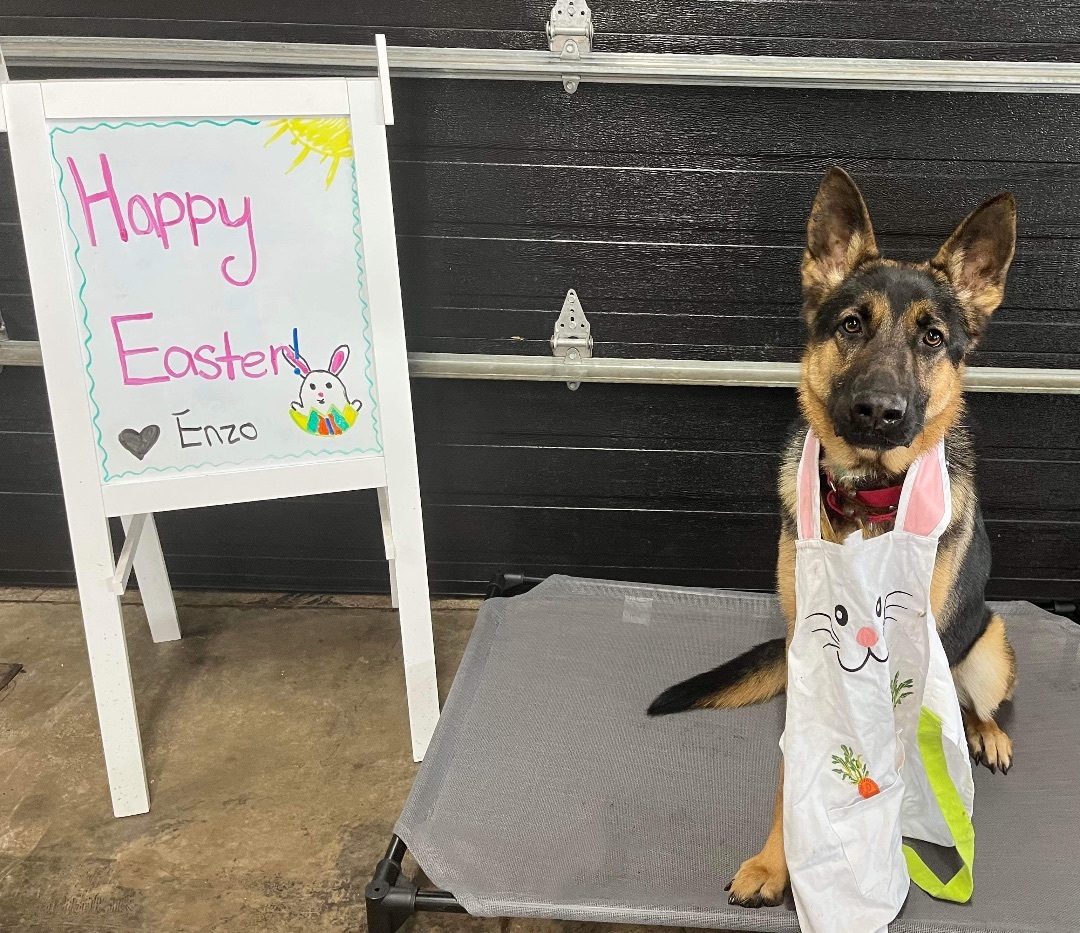 Enzo- I come with 6 professional training sessions!!!, an adoptable German Shepherd Dog in Derby, NY, 14047 | Photo Image 5