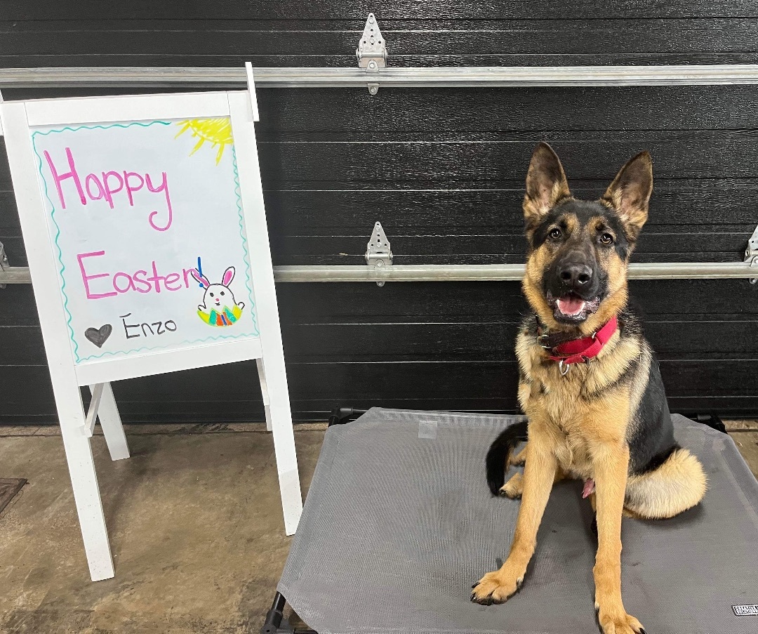 Enzo- I come with 6 professional training sessions!!!, an adoptable German Shepherd Dog in Derby, NY, 14047 | Photo Image 6