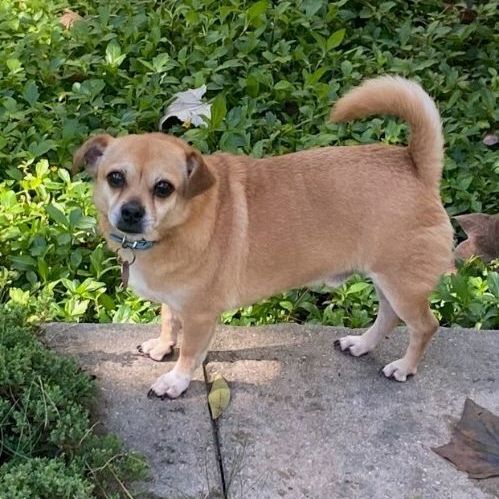 Chewie, an adoptable Chihuahua, Pomeranian in Houston, TX, 77024 | Photo Image 1