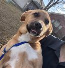 BESTIE's profile on Petfinder.com