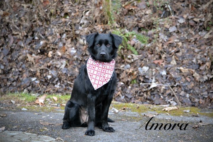 Amora , an adopted Flat-Coated Retriever Mix in Sevierville, TN_image-1