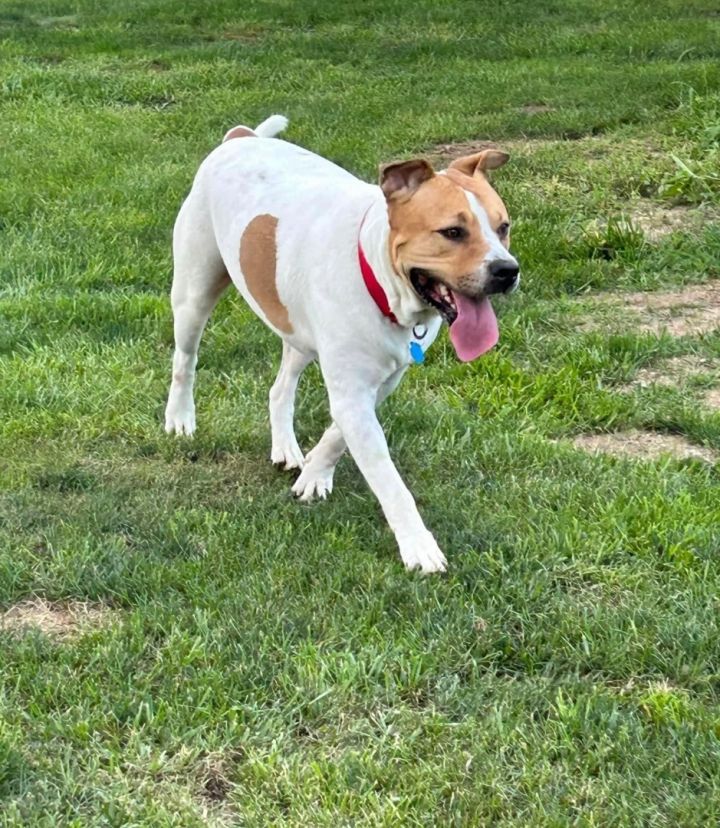 Rosco , an adoptable Labrador Retriever Mix in Medford, NY_image-3