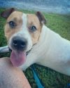 Rosco 