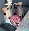 Rosco 