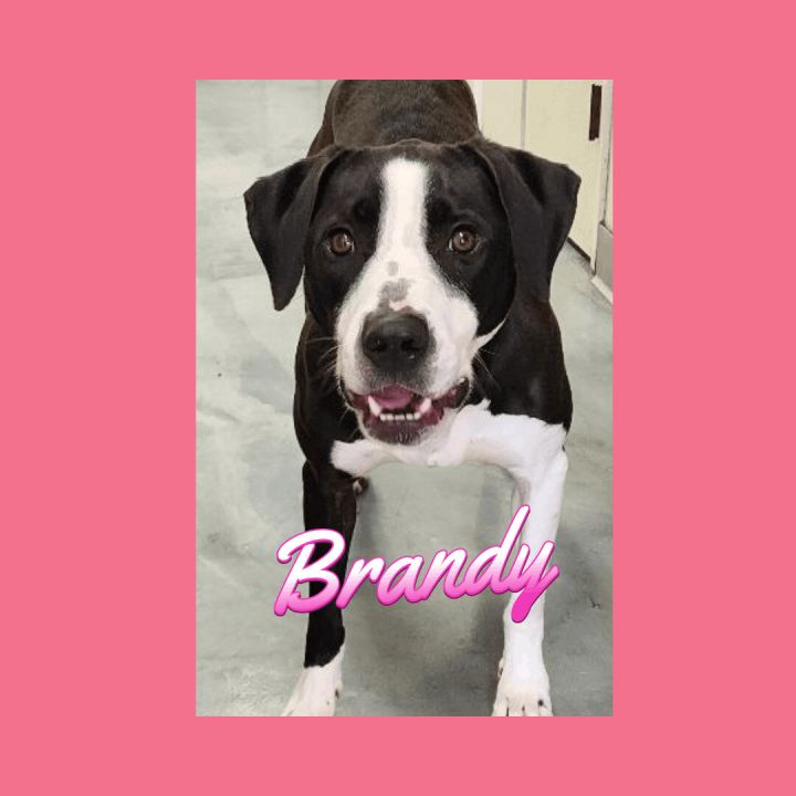 Brandy, an adoptable American Staffordshire Terrier Mix in Clear Lake, IA_image-1