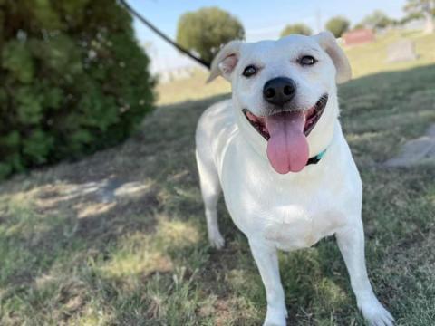 Luna, an adoptable Staffordshire Bull Terrier in Plainview, TX, 79073 | Photo Image 1