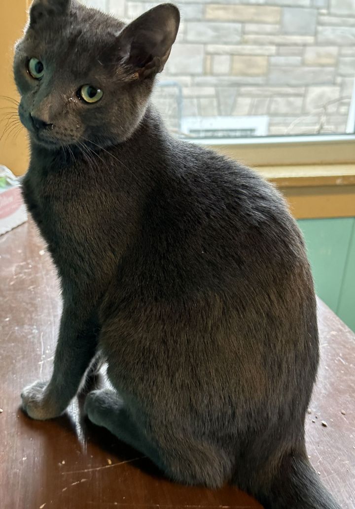 Simon 2