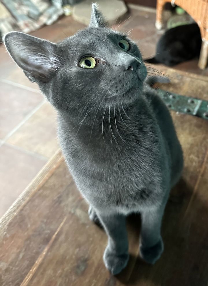 Simon 3