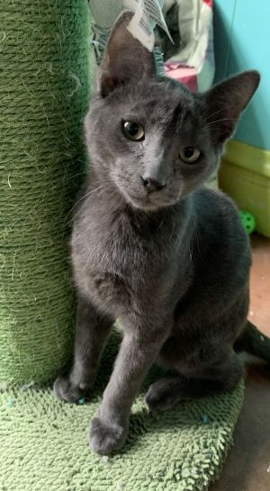 Simon
