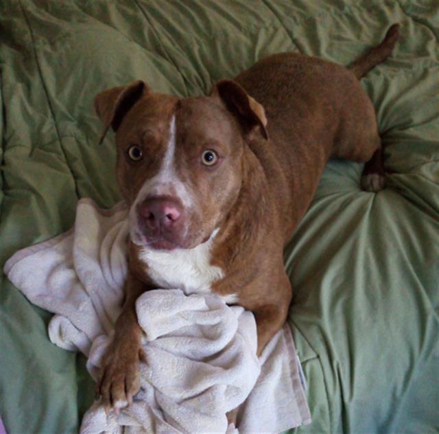 MABLE*, an adoptable Pit Bull Terrier in Tucson, AZ, 85745 | Photo Image 1