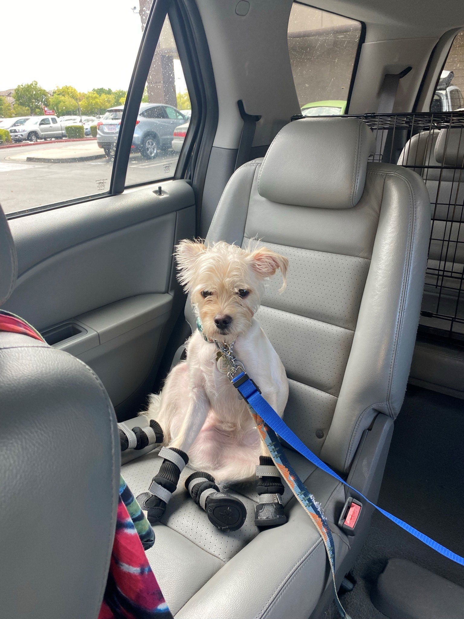 Prince, an adoptable Pug, Poodle in Woodland, CA, 95776 | Photo Image 1