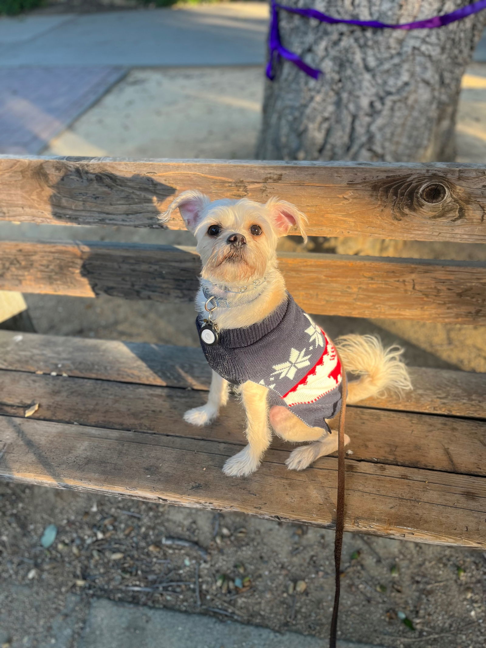 Prince, an adoptable Pug, Poodle in Woodland, CA, 95776 | Photo Image 2