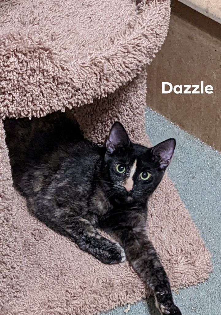 Dazzle 1