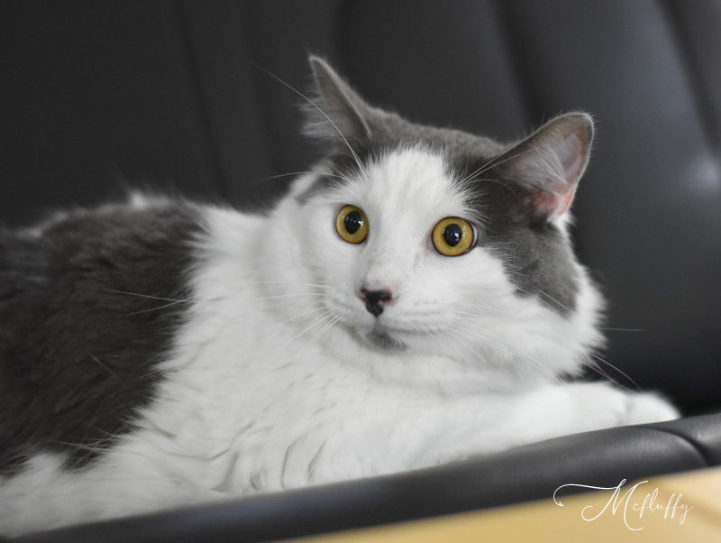 McFluffy, an adoptable Domestic Medium Hair in Montgomery, TX, 77316 | Photo Image 1