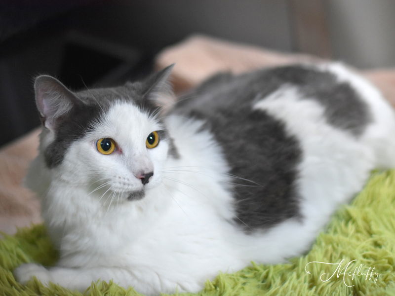 McFluffy, an adoptable Domestic Medium Hair in Montgomery, TX, 77316 | Photo Image 2