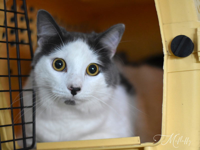 McFluffy, an adoptable Domestic Medium Hair in Montgomery, TX, 77316 | Photo Image 3