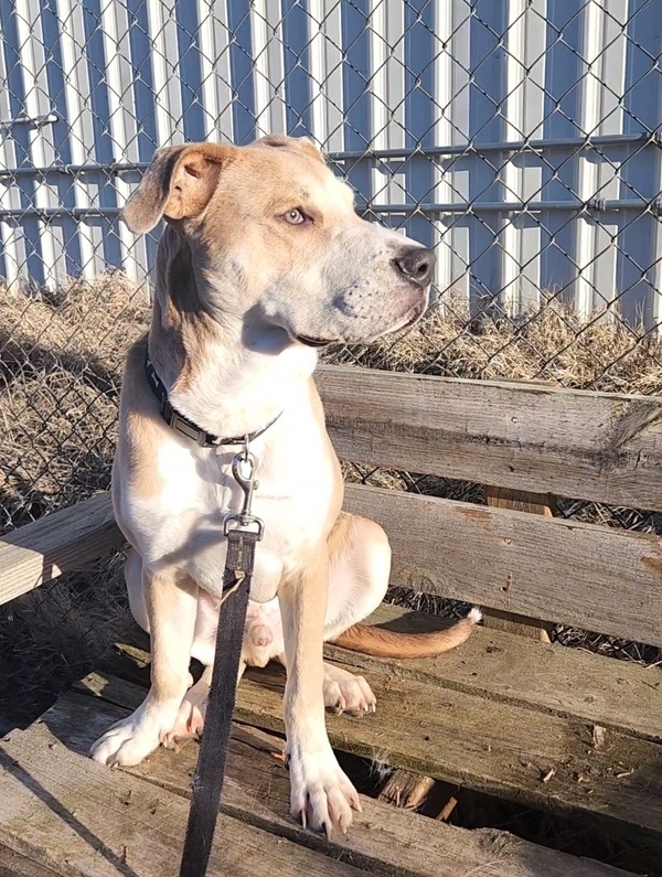 Benji, an adoptable American Foxhound Mix in Kennewick, WA_image-6