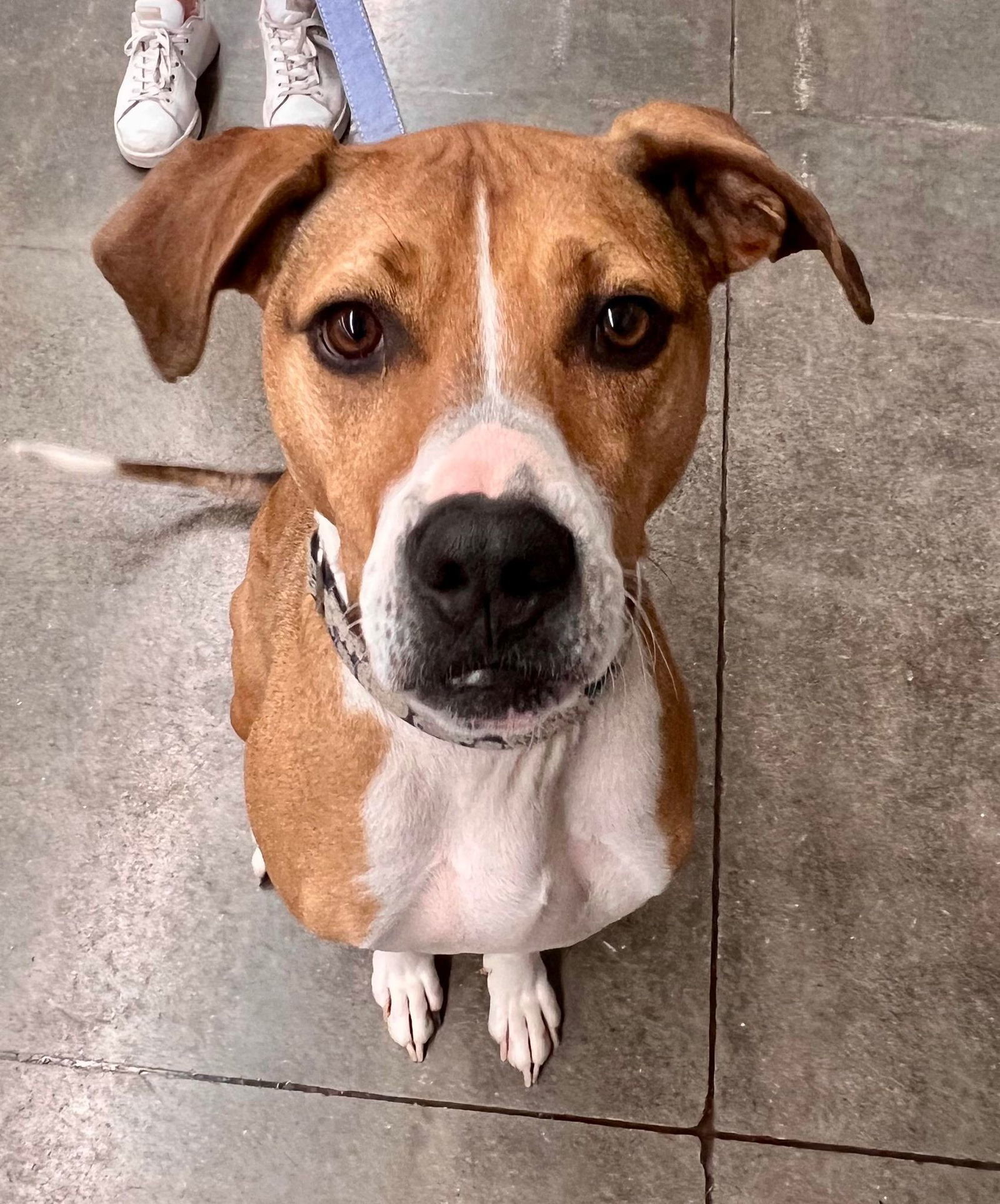 Maple (Julia), an adoptable Retriever, Hound in Kansas City, MO, 64133 | Photo Image 1