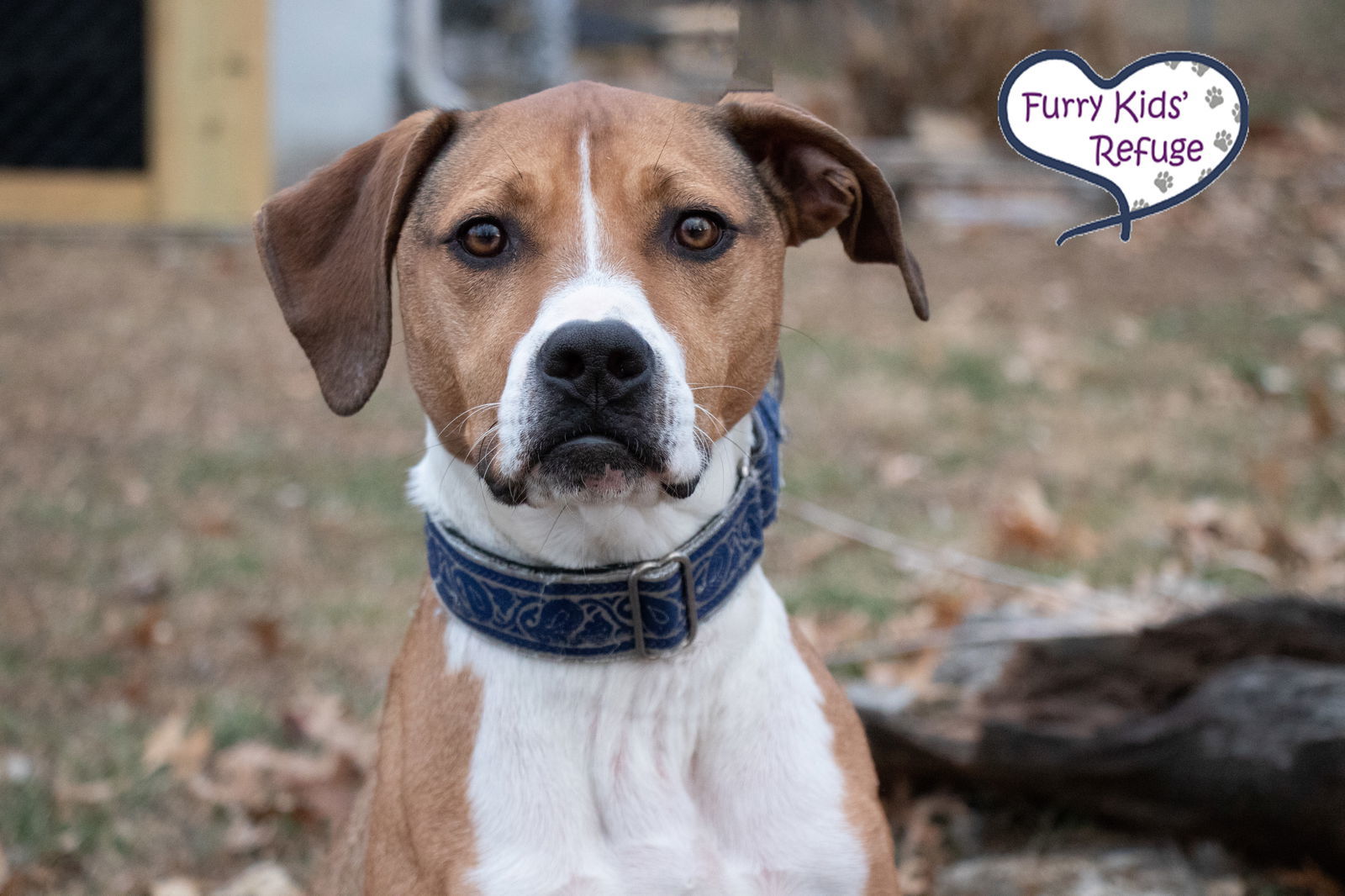 Maple (Julia), an adoptable Retriever, Hound in Kansas City, MO, 64133 | Photo Image 2