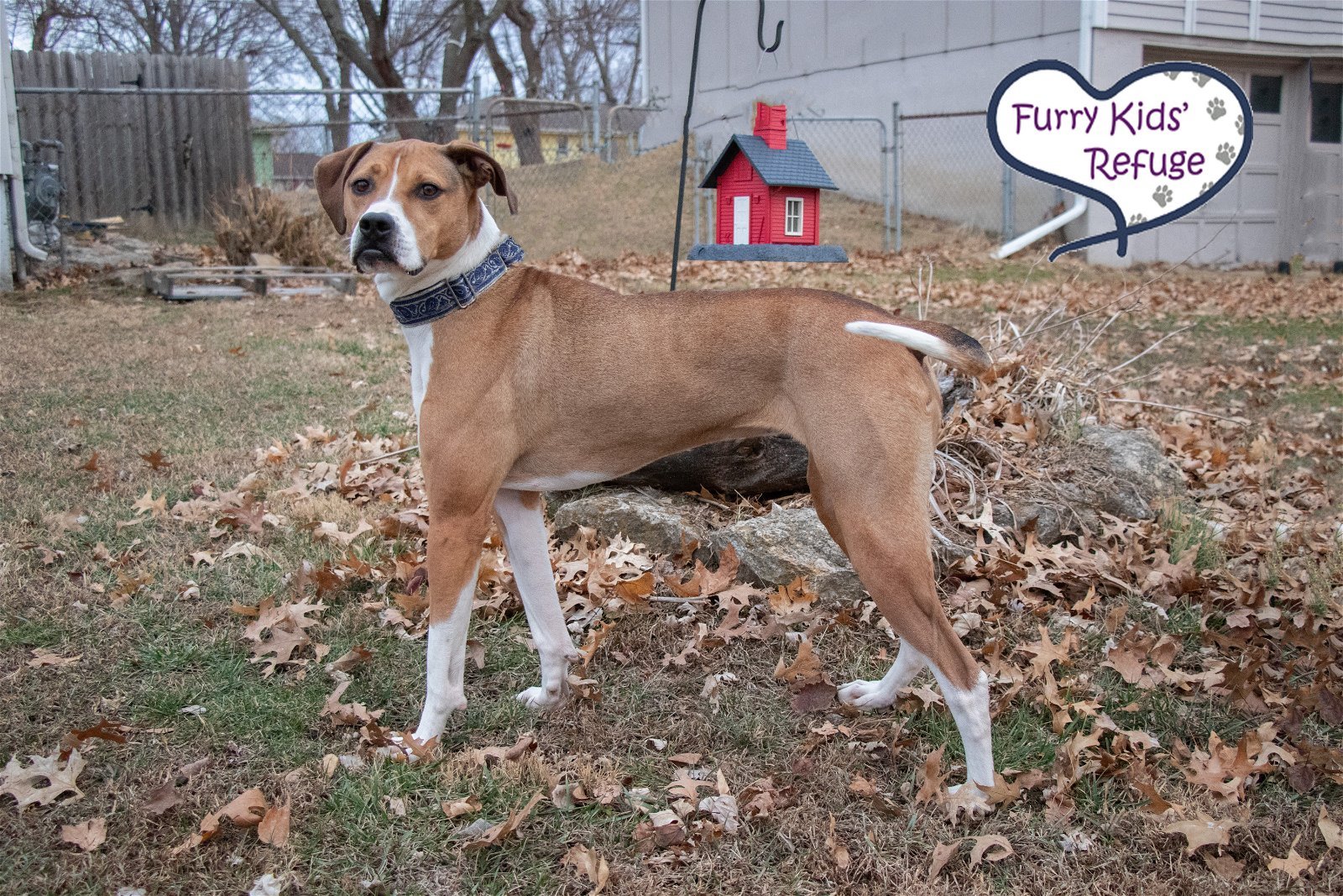 Maple (Julia), an adoptable Retriever, Hound in Kansas City, MO, 64133 | Photo Image 3