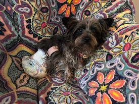 Ava, an adoptable Cairn Terrier in Florence, IN, 47020 | Photo Image 2