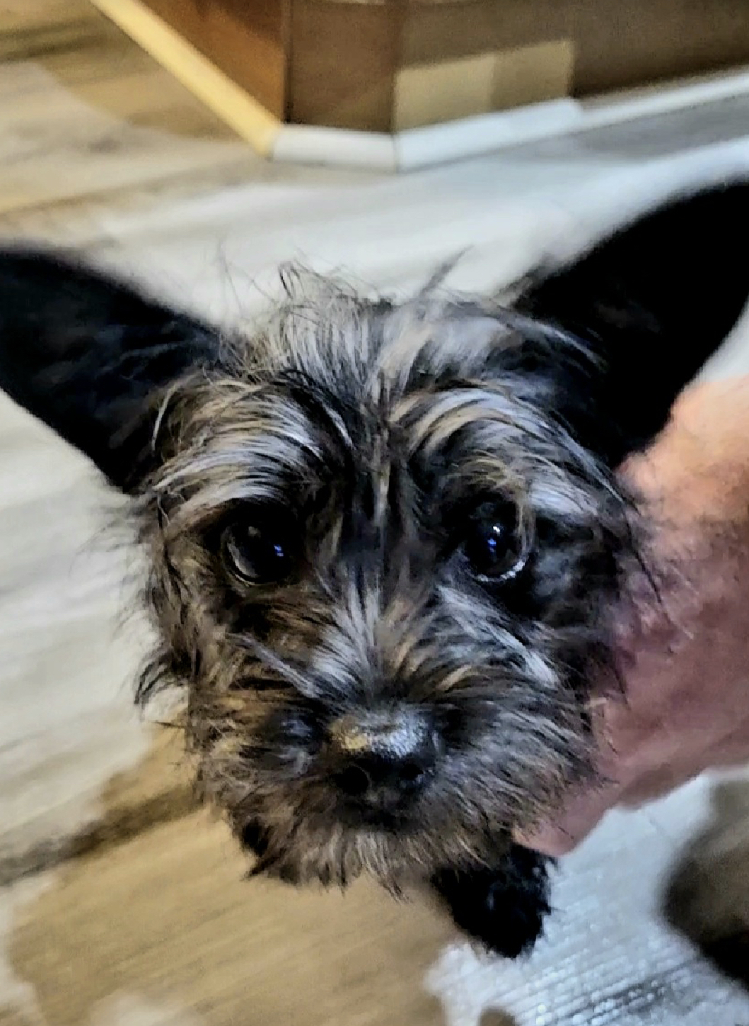 Ava, an adoptable Cairn Terrier in Florence, IN, 47020 | Photo Image 4