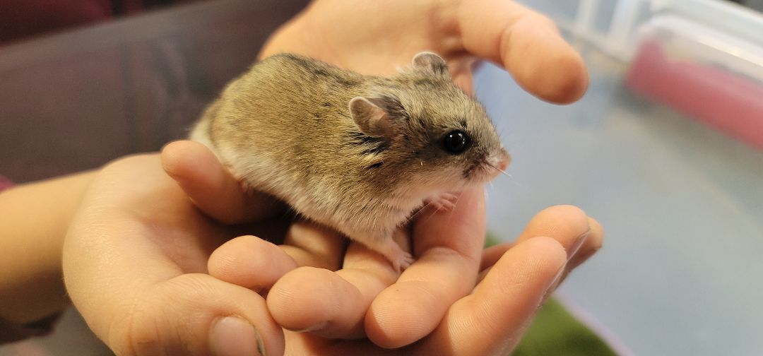 male chinese dwarf hamster