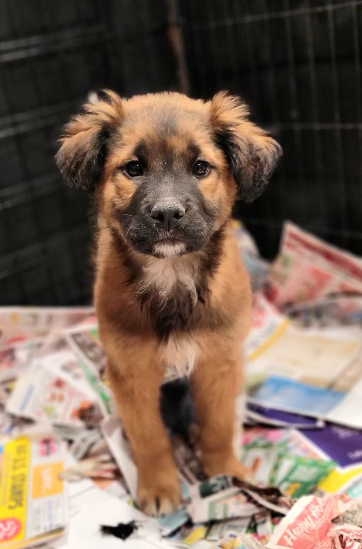 Ramsey (ADOPTED!), an adoptable Shepherd & Chow Chow Mix in Chicago, IL_image-1