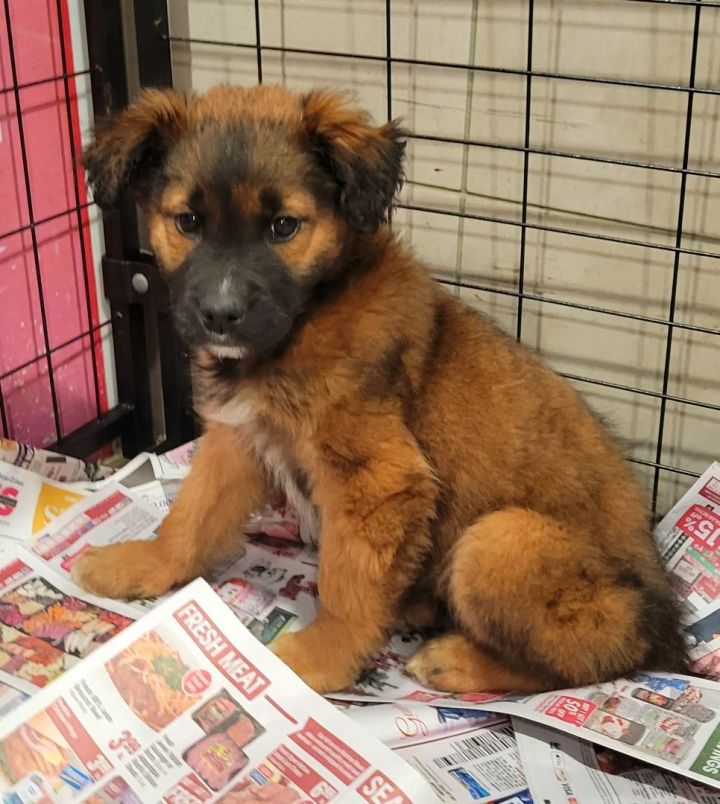 Ramsey (ADOPTED!), an adoptable Shepherd & Chow Chow Mix in Chicago, IL_image-2
