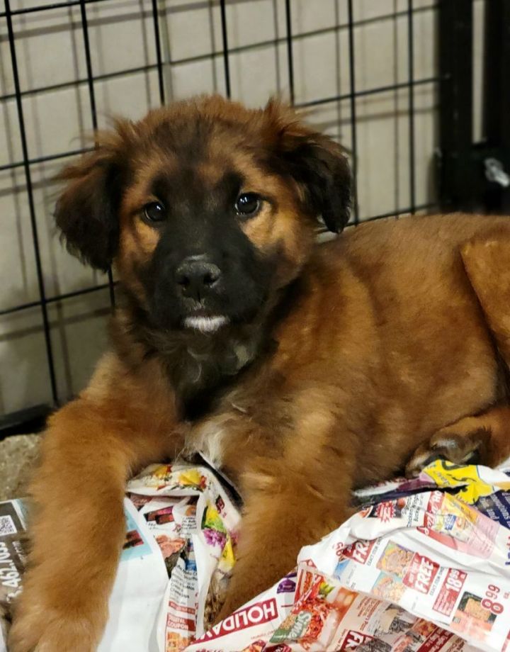 Ramsey (ADOPTED!), an adoptable Shepherd & Chow Chow Mix in Chicago, IL_image-3