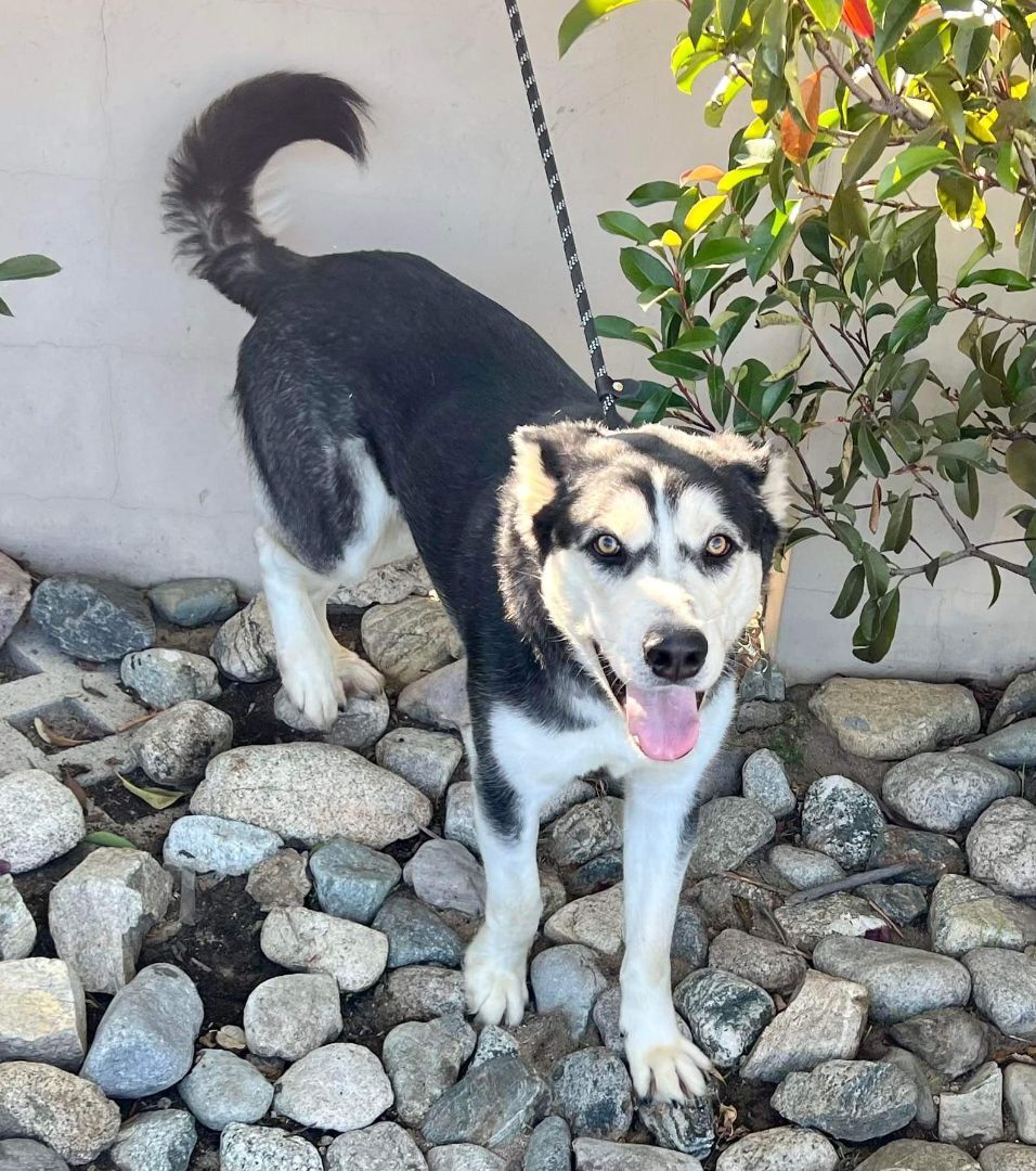 Kazam/Foster Needed!, an adoptable Husky, German Shepherd Dog in Beaverton, OR, 97005 | Photo Image 2