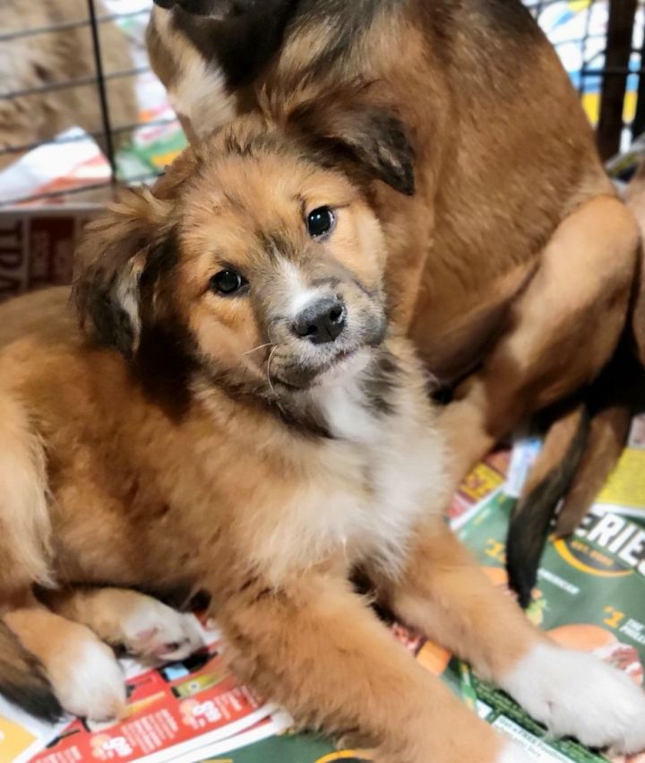 Ripley (ADOPTED!), an adoptable Shepherd & Chow Chow Mix in Chicago, IL_image-1