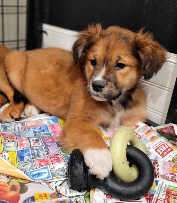Ripley (ADOPTED!), an adoptable Shepherd & Chow Chow Mix in Chicago, IL_image-2