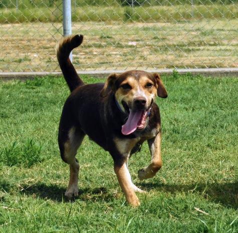 Merle (Arlo), an adoptable Australian Cattle Dog / Blue Heeler in Big Spring, TX, 79720 | Photo Image 1