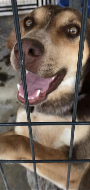 Merle (Arlo), an adoptable Australian Cattle Dog / Blue Heeler in Big Spring, TX, 79720 | Photo Image 3