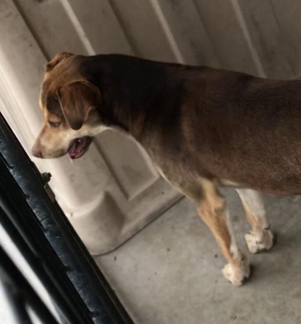 Merle (Arlo), an adoptable Australian Cattle Dog / Blue Heeler in Big Spring, TX, 79720 | Photo Image 4