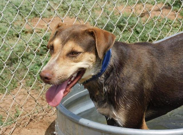 Merle (Arlo), an adoptable Australian Cattle Dog / Blue Heeler in Big Spring, TX, 79720 | Photo Image 6