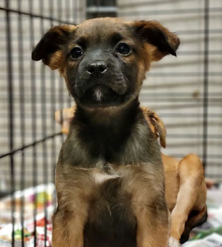 Raisin(ADOPTED!), an adoptable Terrier & Shepherd Mix in Chicago, IL_image-2