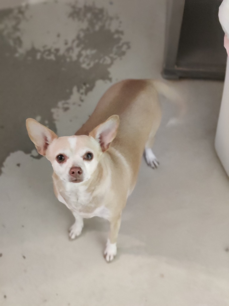 Lily, an adoptable Chihuahua in Midland, TX, 79705 | Photo Image 1