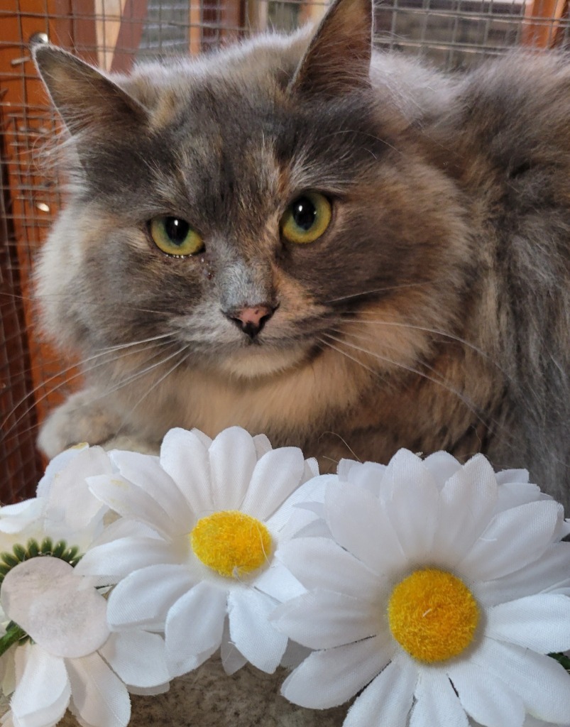 Copper, an adoptable Domestic Medium Hair in Palmer, AK, 99645 | Photo Image 1