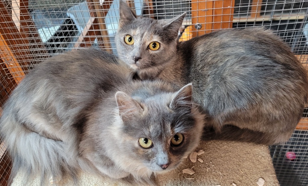 Copper, an adoptable Domestic Medium Hair in Palmer, AK, 99645 | Photo Image 2