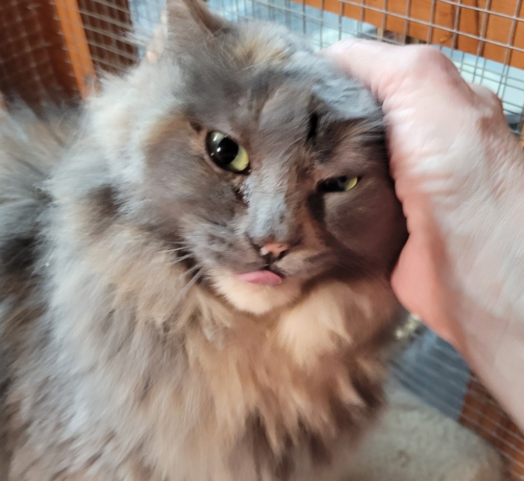 Copper, an adoptable Domestic Medium Hair in Palmer, AK, 99645 | Photo Image 3