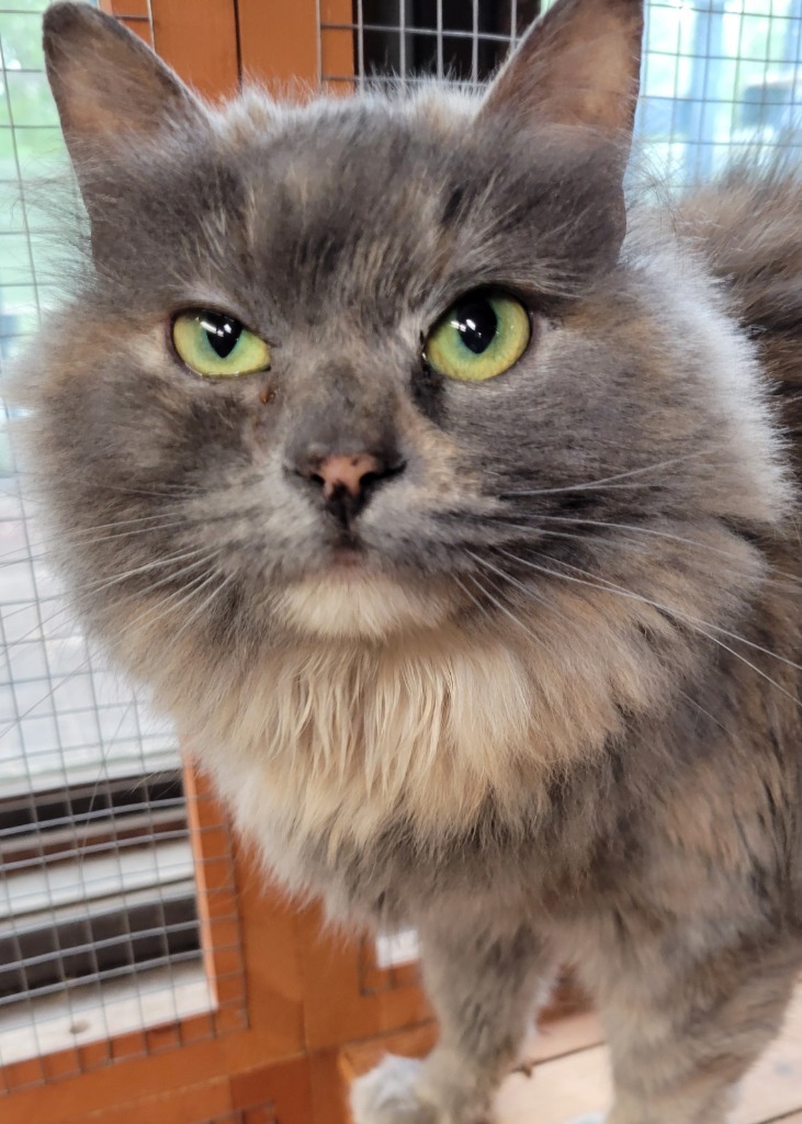 Copper, an adoptable Domestic Medium Hair in Palmer, AK, 99645 | Photo Image 4