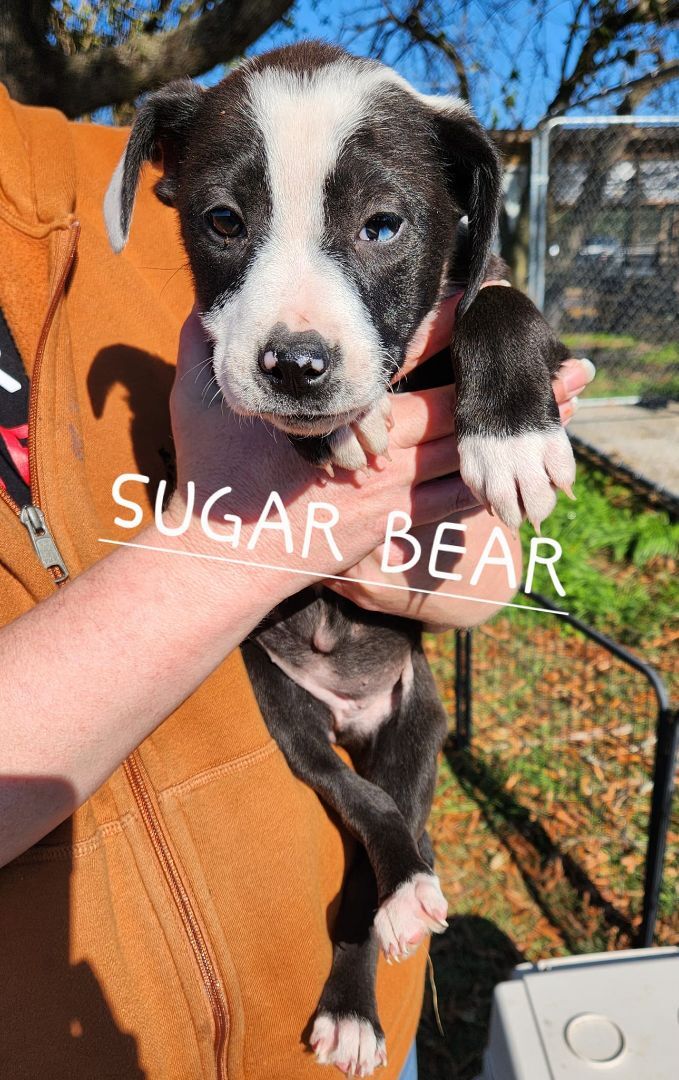 Sugar Bear, an adoptable Mixed Breed in Greenville, NC_image-2