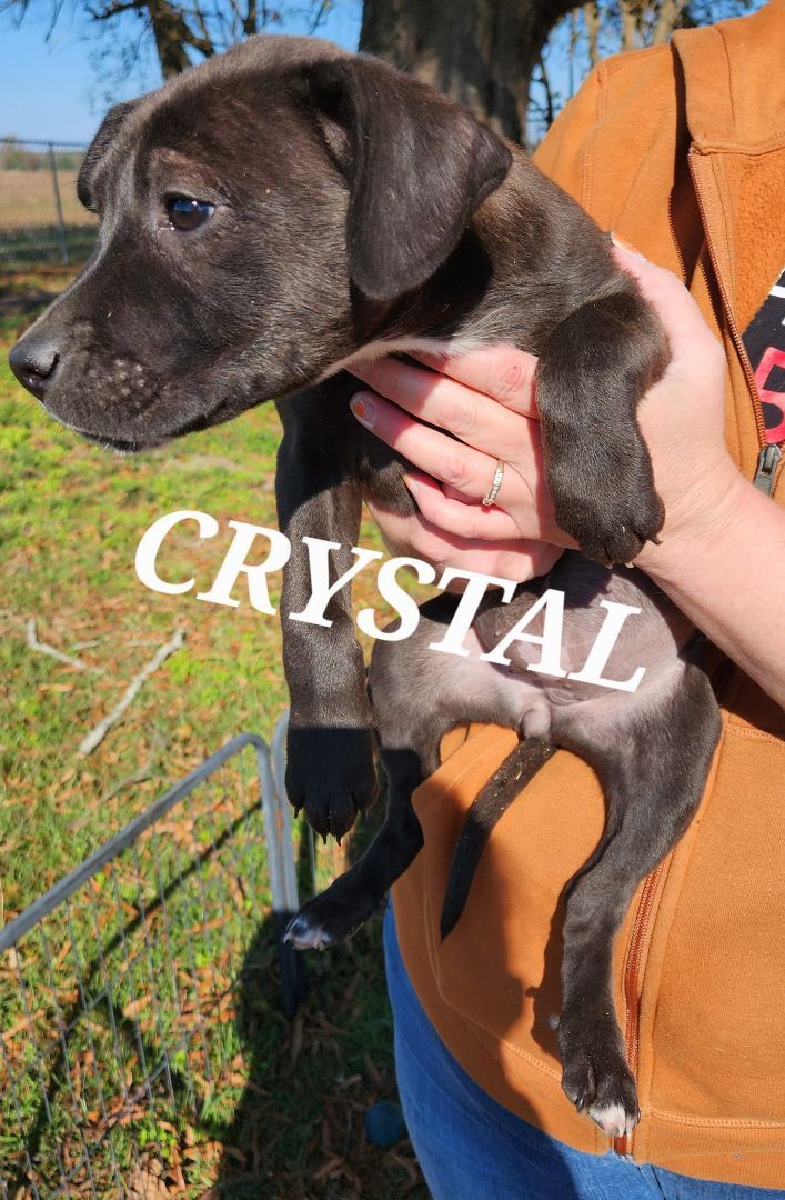 Crystal, an adoptable Mixed Breed in Greenville, NC_image-1