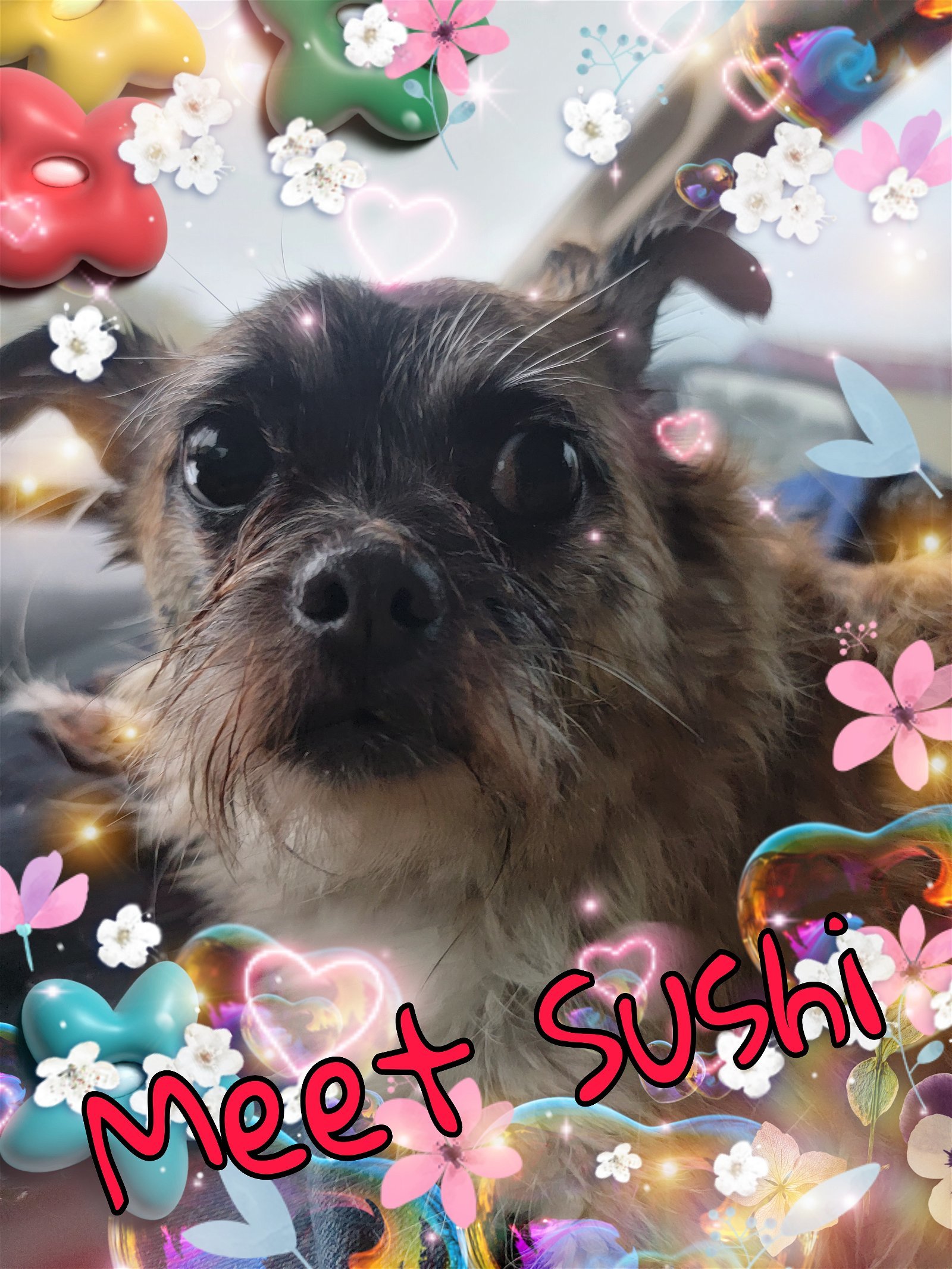 Sushi, an adoptable Pug, Shih Tzu in San Antonio, TX, 78217 | Photo Image 1