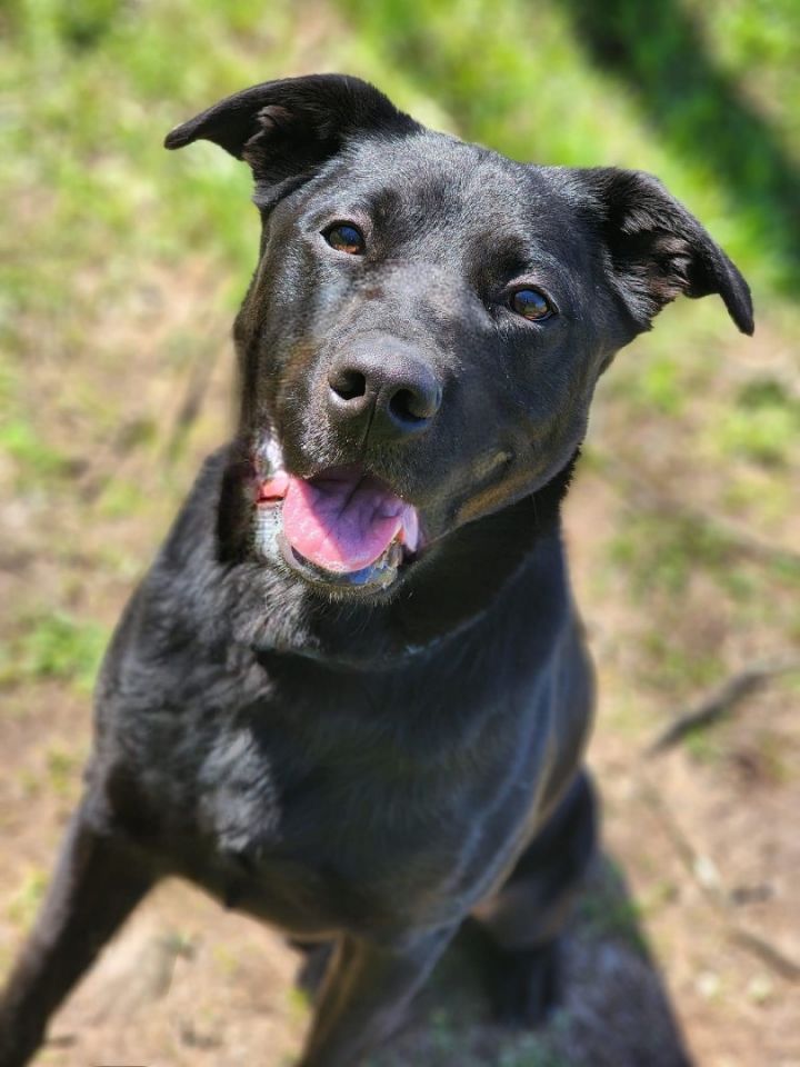 Beemo, an adoptable Mixed Breed in Franklin, TN_image-4