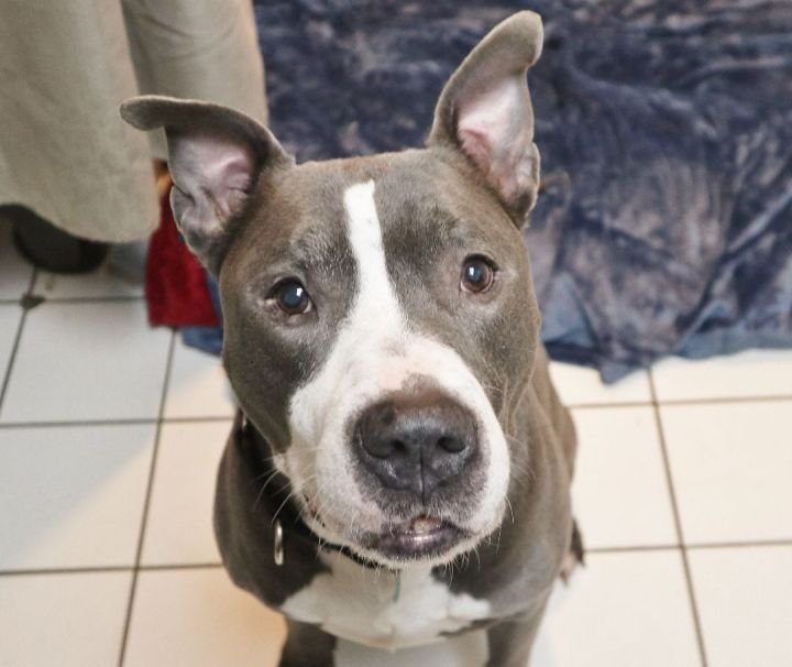Carlos- Foster or Adopt 4